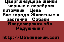 Цвергшнауцера щенки черные с серебром питомник › Цена ­ 30 000 - Все города Животные и растения » Собаки   . Владимирская обл.,Радужный г.